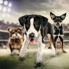 Animal Planet to Revisit Past MVP's on PUPPY BOWL: WHERE ARE THEY NOW?, 1/27
