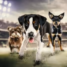 Animal Planet to Revisit Past MVP's on PUPPY BOWL: WHERE ARE THEY NOW?, Today