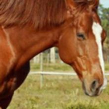 Martita Goshen's 'Sanctuary,' June 16&17 at Paul Taylor Dance Studio