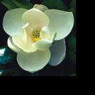Atlanta Botanical Garden's Dr. Jennifer Cruse-Sanders Honored for Contributions to…