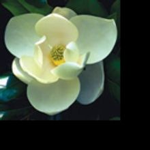 Atlanta Botanical Garden's Dr. Jennifer Cruse-Sanders Honored for Contributions to Pl