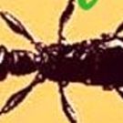 Two Chances to Catch BUGS! The New Musical from Jonesalee, presented by Asheville…