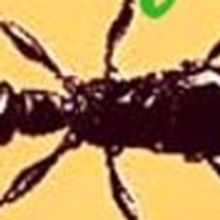 Two Chances to Catch BUGS! The New Musical from Jonesalee, presented by Asheville Cre