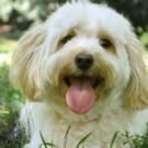 Broadway's SYLVIA Finds Perfect Pooch for Show's Artwork!