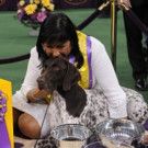 Photo: 'CJ' the German Shorthaired Pointer Wins 'Best in Show' at WESTMINSTER DOG…