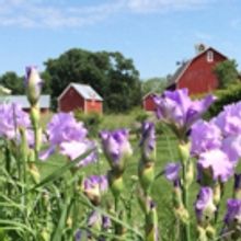 From the Creators of 'Church Basement Ladies', THE LOONEY LUTHERANS Comes to Maplewoo