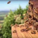 Jordan Vineyard & Winery Announces Apiary With Flow Hives, Bringing Honey on Tap to…