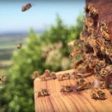 Jordan Vineyard & Winery Announces Apiary With Flow Hives, Bringing Honey on Tap to W