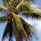 Theater Now New York to Premiere WELCOME TO PARADISE at 2015 Thespis Theater Festival