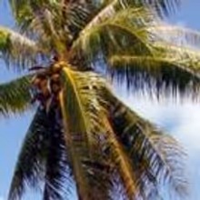 Theater Now New York Premieres WELCOME TO PARADISE at 2015 Thespis Theater Festival…