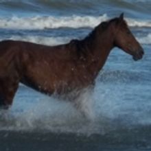 BPA Gallery to Showcase OUR SILENT WORLD for January First Friday Art Walk