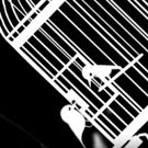 VIDEO: Watch Amy Raasch's Imaginative CAT BIRD COYOTE Animated Video
