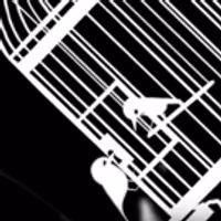 VIDEO: Watch Amy Raasch's Imaginative CAT BIRD COYOTE Animated Video Video