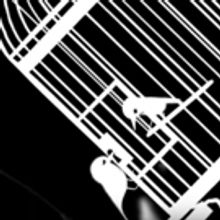 VIDEO: Watch Amy Raasch's Imaginative CAT BIRD COYOTE Animated Video
