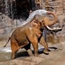 L.A. Zoo Hosts World Elephant Day Weekend