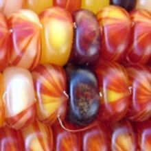 BWW Cooks: Fast, DIFFERENT Vegetarian Hacks For Thanksgiving
