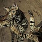 THIRTEEN's NATURE Uncovers Secret World of Pets Tonight
