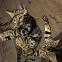 THIRTEEN's NATURE Uncovers Secret World of Pets Tonight