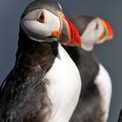Nat Hab Reveals a Wild, Natural Iceland Few Have Seen