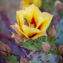 Desert Botanical Garden Will Open New Butterfly Exhibit This March