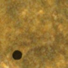 Chicago Premiere of TRANSIT OF VENUS Opens Today