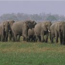NOVA: WILD WAYS to Premiere on PBS 4/20