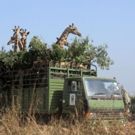 THIRTEEN's Nature on PBS to Focus on Decline of African Giraffes, Today