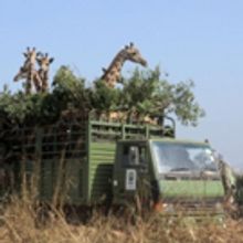 THIRTEEN's Nature on PBS to Focus on Decline of African Giraffes, Today