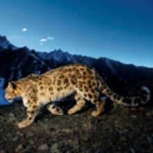 Houston Symphony to Partner with NATIONAL GEOGRAPHIC LIVE 10/25