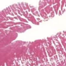 All About Marilyn Founder to Attend Cabaret Tribute To Marilyn Monroe