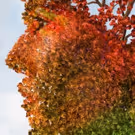 Palm Beach Dramaworks Presents ARCADIA by Tom Stoppard