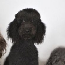 Acrobatic Dogs Coming to SOPAC, 11/5