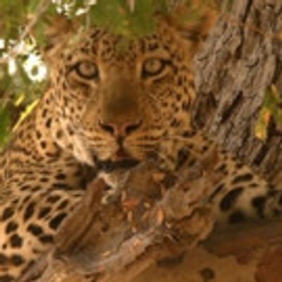 New Episodes of AFRICA'S HUNTERS to Premiere on Smithsonian Earth Today