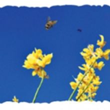 Local Artwork to Reflect CONSTELLATIONS in BCT First Today Collection