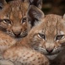 THIRTEEN's Nature to Present 'Forest of the Lynx' on PBS, 4/26