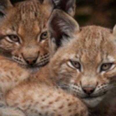 THIRTEEN's Nature to Present 'Forest of the Lynx' on PBS, 4/26