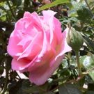 BWW Blog: Why You Should Drop What You're Doing and Listen to Vivaldi's Spring from The Four Seasons