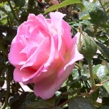BWW Blog: Why You Should Drop What You're Doing and Listen to Vivaldi's Spring from The Four Seasons