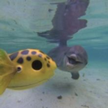 THIRTEEN's Nature Goes Underwater & Undercover on 'Dolphins: Spy in the Pod' on PBS