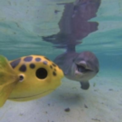 THIRTEEN's Nature Goes Underwater & Undercover on 'Dolphins: Spy in the Pod' on PBS