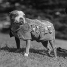 War Dog Musical 'SGT. STUBBY' to Melt Hearts at St. Luke's Starting This Fall