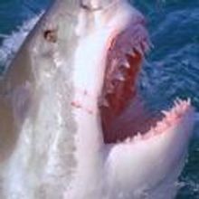 Nat Geo Wild Presents 3rd Annual SHARKFEST Today