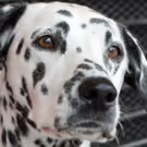 L.A.F.P.D. Canine Joins Company of Pasadena Playhouse's PETER PAN AND TINKER BELL