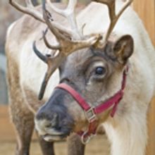 See Real Reindeer in Los Angeles at LA Zoo's REINDEER ROMP This Winter