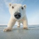 NATURE's 'Snowbound' to Profile Animals Living In Coldest Places On Earth