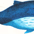 Current Harbor & The Tank presents THE WHALEPHANT