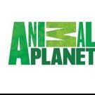 Animal Planet to Premiere New Season of FINDING BIGFOOT, 1/3