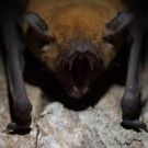 Nightmares Come to Life in New Smithsonian Series CRAZY MONSTER, Premiering Today