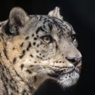 Go WILD FOR THE PLANET at LA Zoo from Earth Day to Endangered Species Day