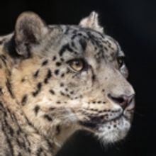 Go WILD FOR THE PLANET at LA Zoo from Earth Day to Endangered Species Day